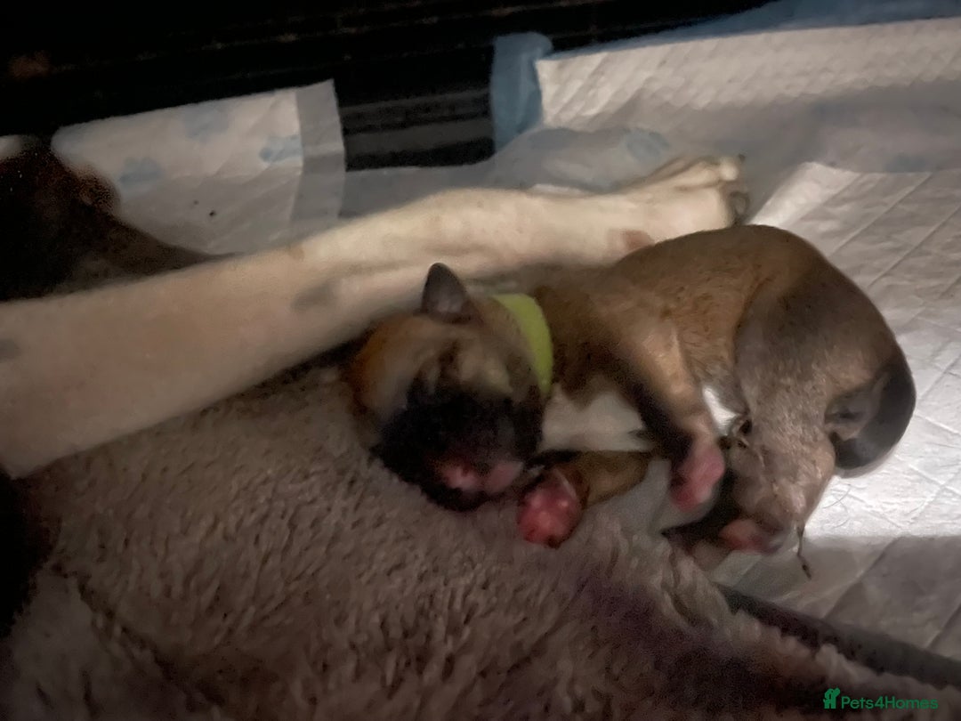 Mixed Breed dogs for sale: Bodeguero Andaluz x French Bulldog Puppies  - Advert 5