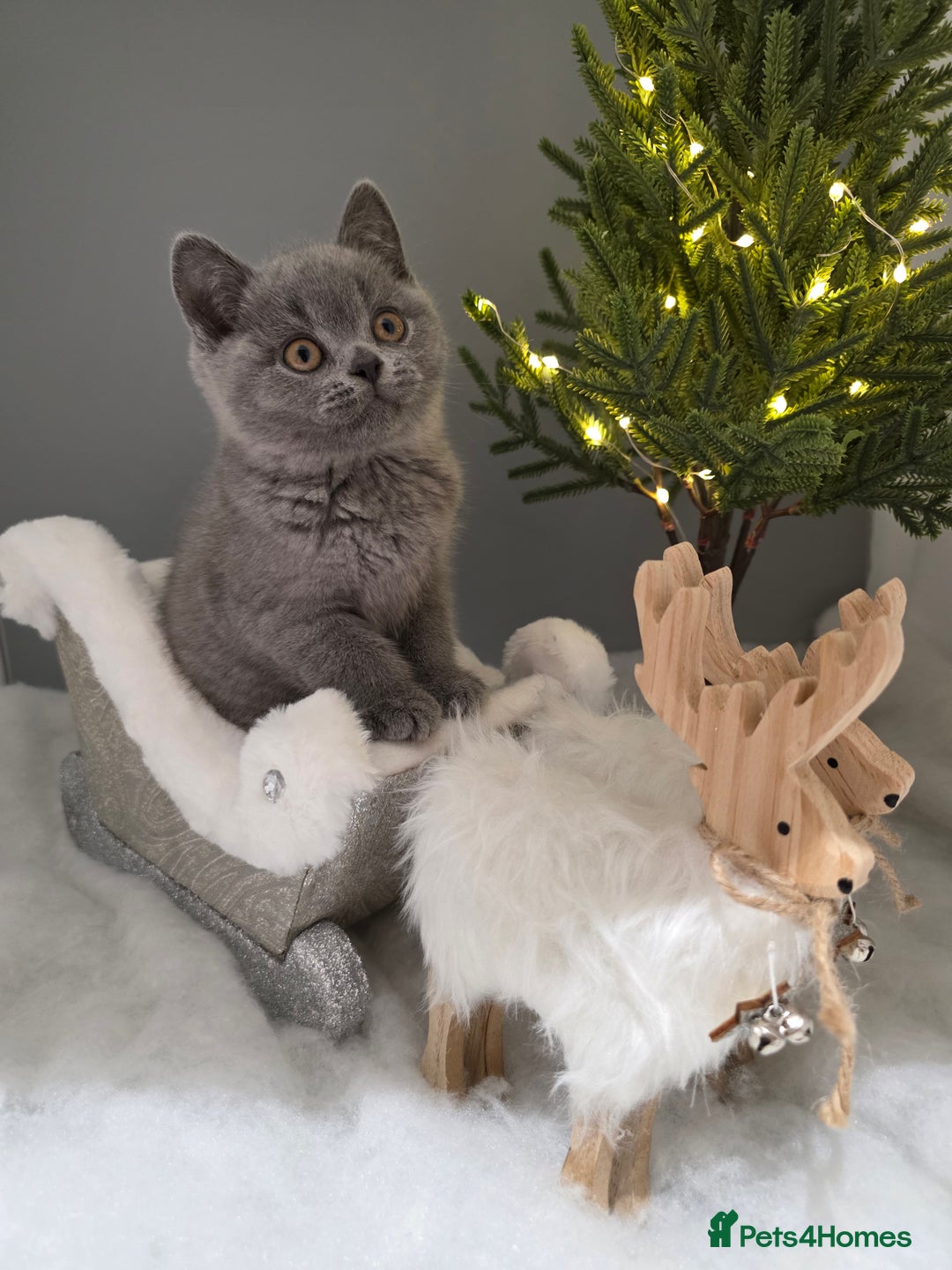 British Shorthair cats for sale: CHAMPION SIRED GCCF REG BLUE PEDIGREE BSH KITTEN  - Advert 4