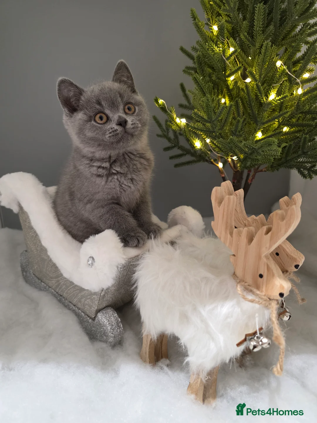British Shorthair cats for sale: CHAMPION SIRED GCCF REG BLUE PEDIGREE BSH KITTEN  - Advert 4