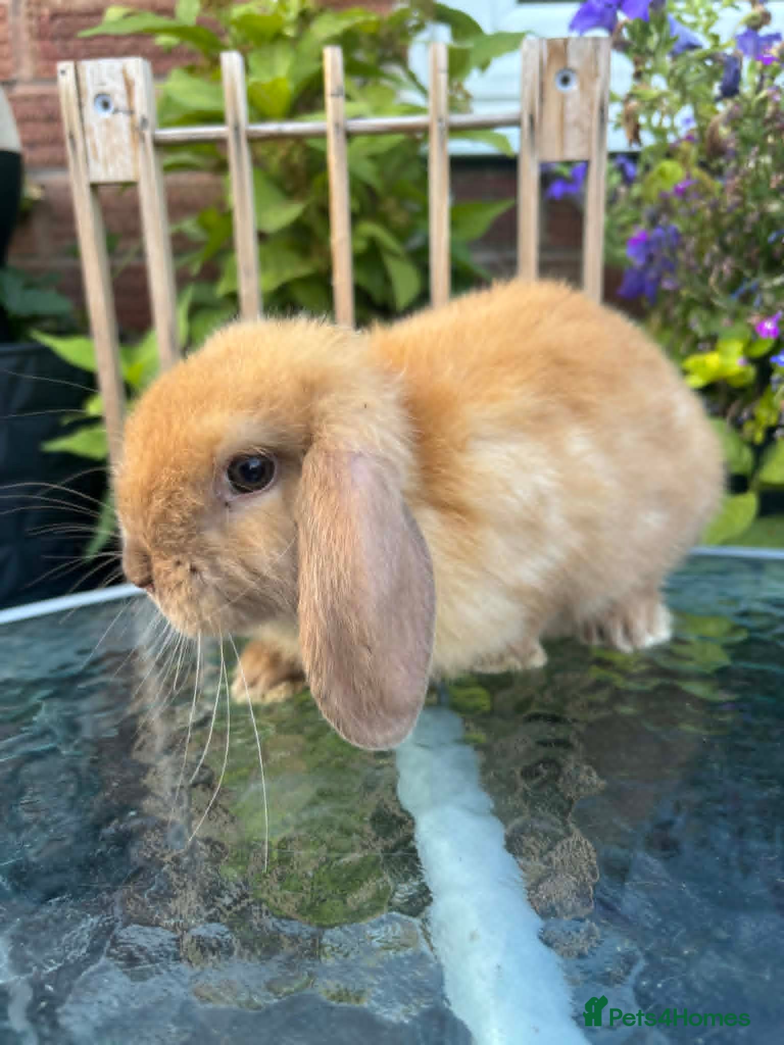 Mini Lop rabbits Mini lop / Mini lop cross orange / black bunnies - Advert 1