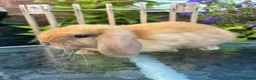 Mini Lop rabbits for sale: Mini lop / Mini lop cross orange / black bunnies - Advert 1