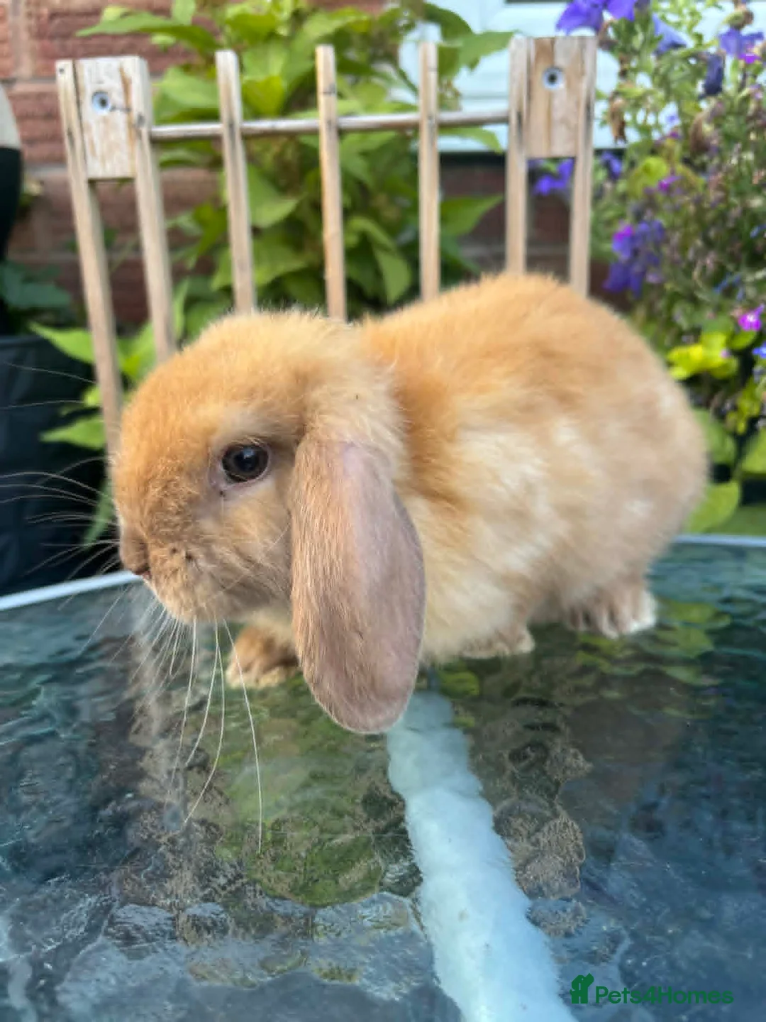 Mini Lop rabbits for sale: Mini lop / Mini lop cross orange / black bunnies - Advert 1