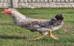 Chickens poultry for sale: 'Ratchet' beautiful cockrel - Image 1