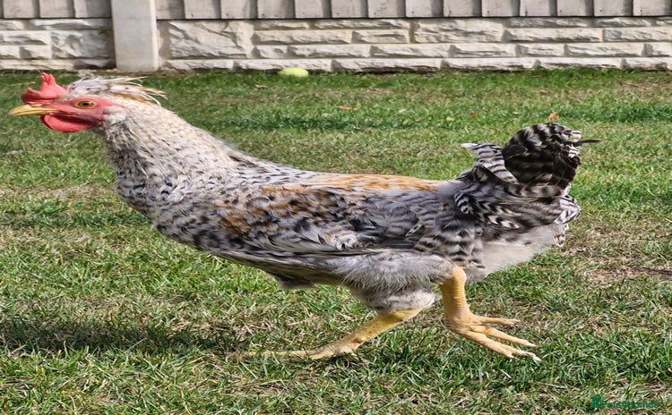 Chickens poultry - Advert 1