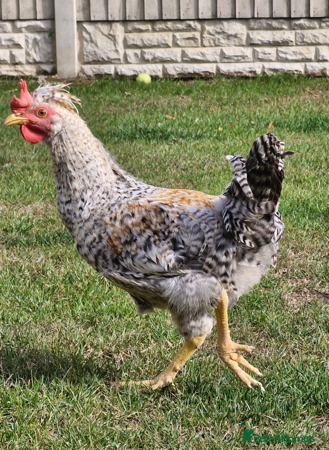 Chickens poultry for sale: 'Ratchet' beautiful cockrel - Image 1