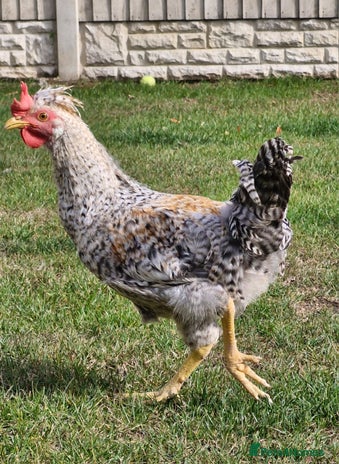 Chickens poultry - Advert 3
