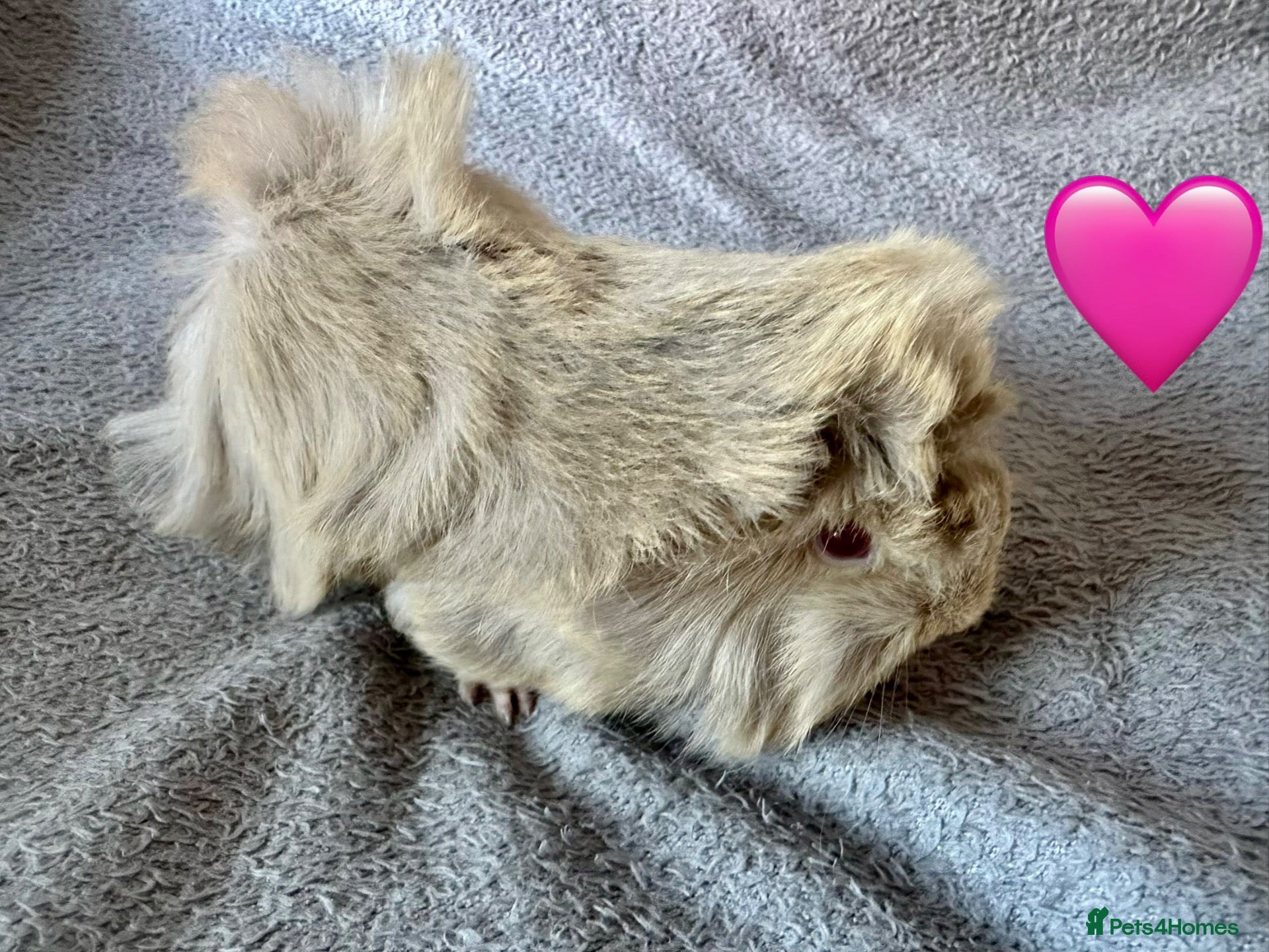 Guinea Pig rodents Baby Funky Guinea Pigs  - Advert 17