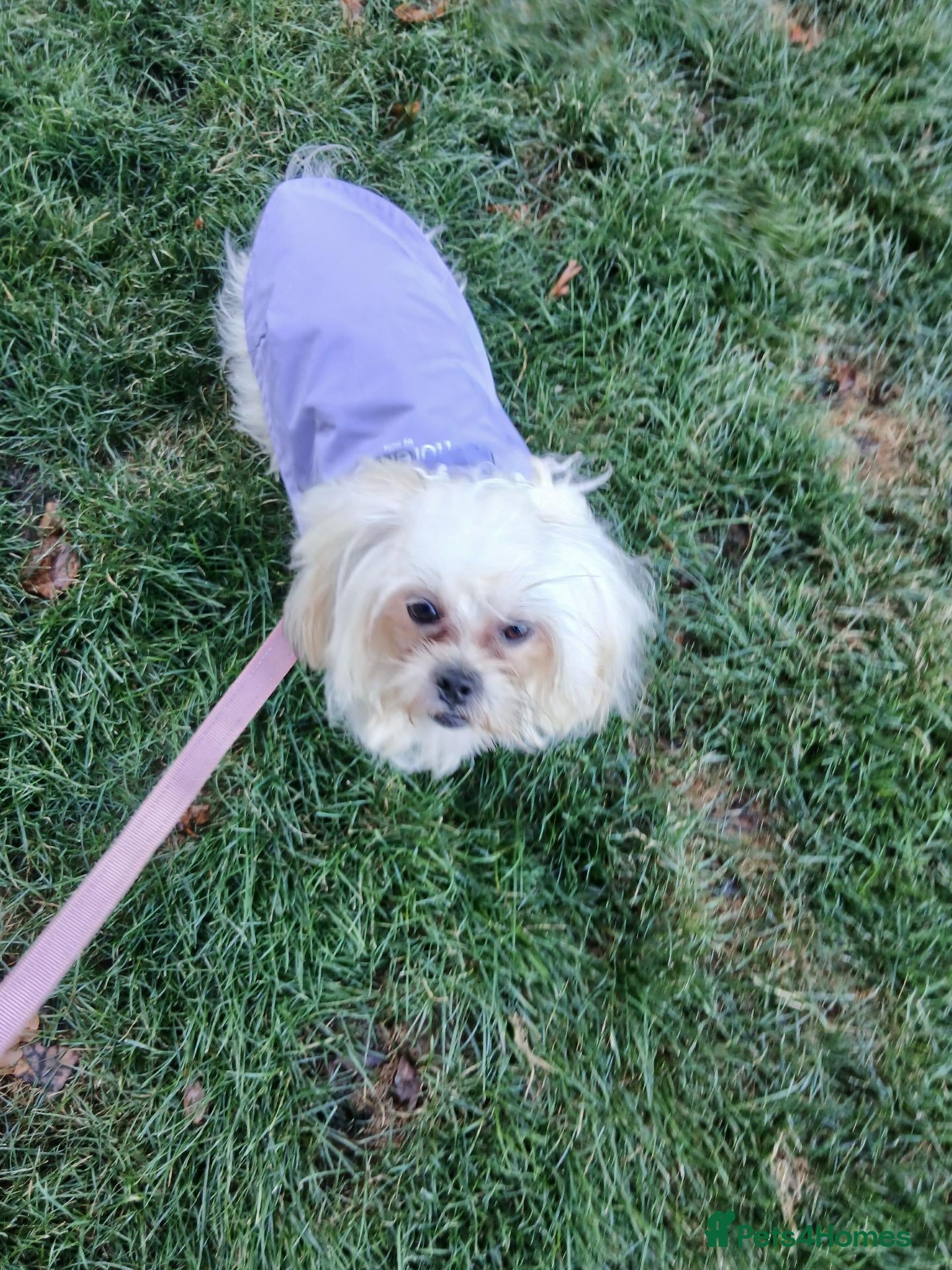 Mixed Breed dogs Maltes/Lhasa apso puppies  - Advert 2