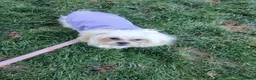 Mixed Breed dogs for sale: Maltes/Lhasa apso puppies  - Advert 2