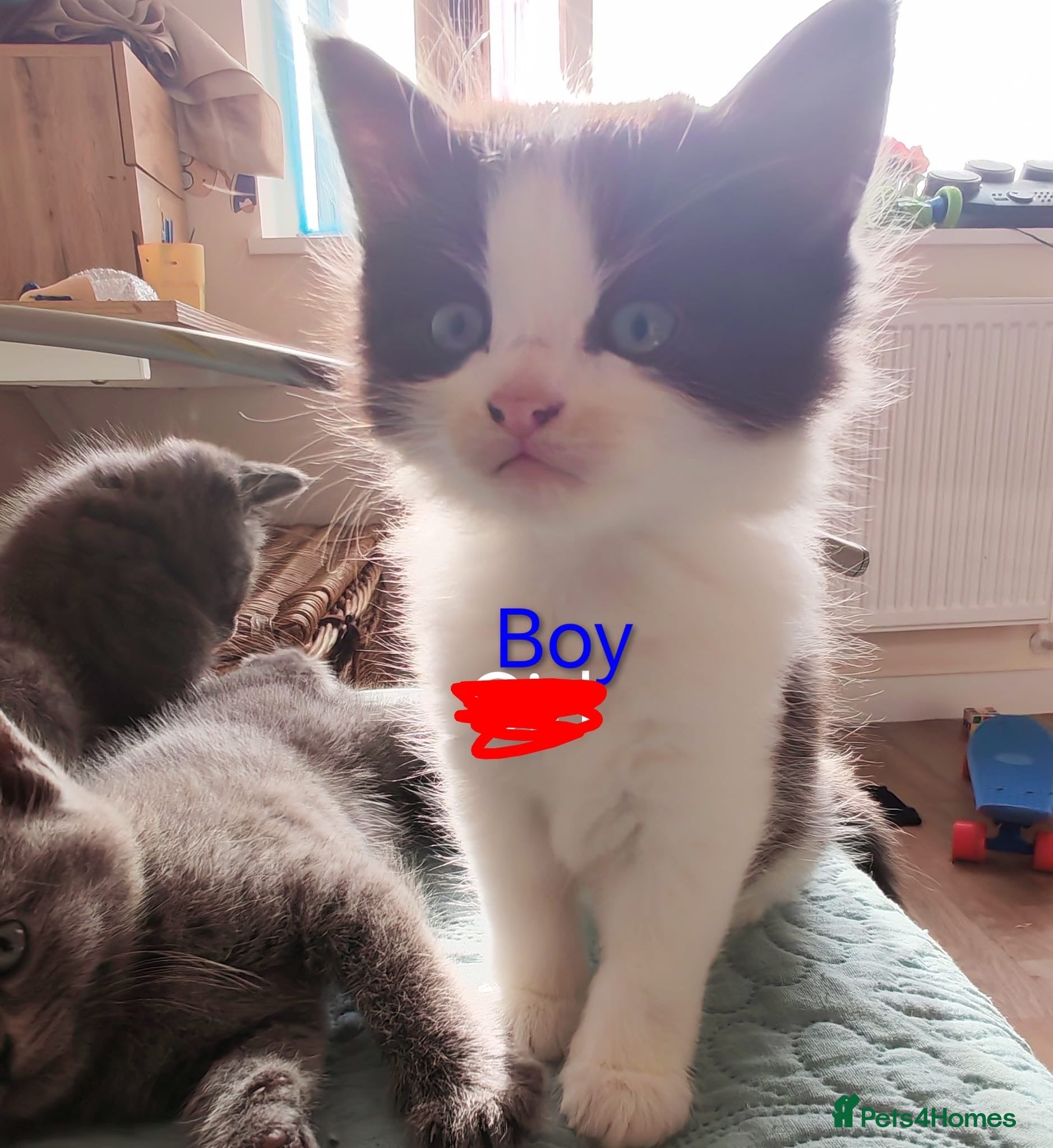 Mixed Breed cats Ragdoll x Bsh kittens  - Advert 1