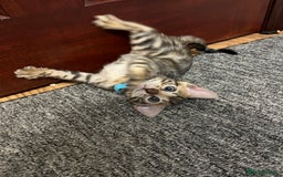 Bengal cats for sale: 🐾 TICA Registered Bengal Kittens 🐆🥰 - Image 6