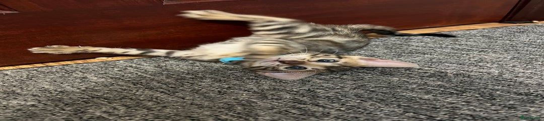 Bengal Kitten 4