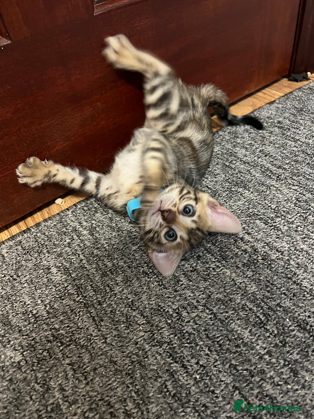 Bengal cats for sale: 🐾 TICA Registered Bengal Kittens 🐆🥰 - Image 6