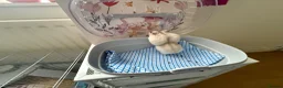 Hamster rodents for sale: Russian hamster  - Advert 8
