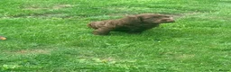 Cocker Spaniel dogs for sale: Amazing cocker spaniels  - Advert 9