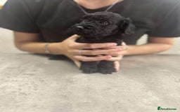 Cockapoo dogs for sale: Stunning f1 Cockapoo puppies  - Image 4
