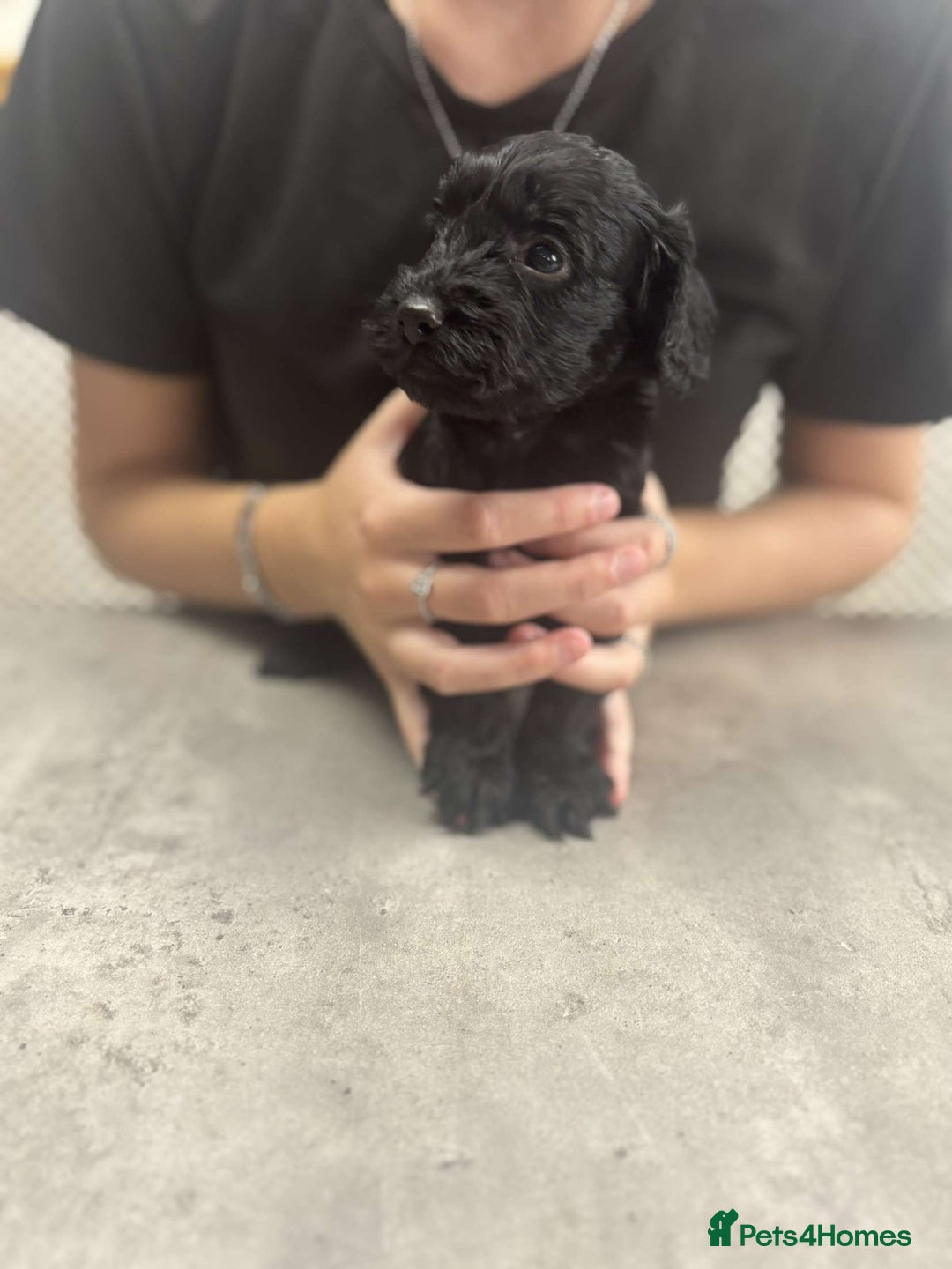 Cockapoo dogs for sale: Stunning f1 Cockapoo puppies  - Image 4