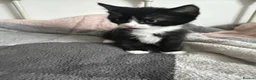 Mixed Breed cats for sale: 3 playful kittens.  - Advert 7
