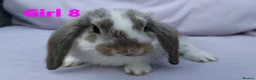 Mini Lop rabbits for sale: Cute French x Mini Lop Looking for Loving Homes! - Advert 8