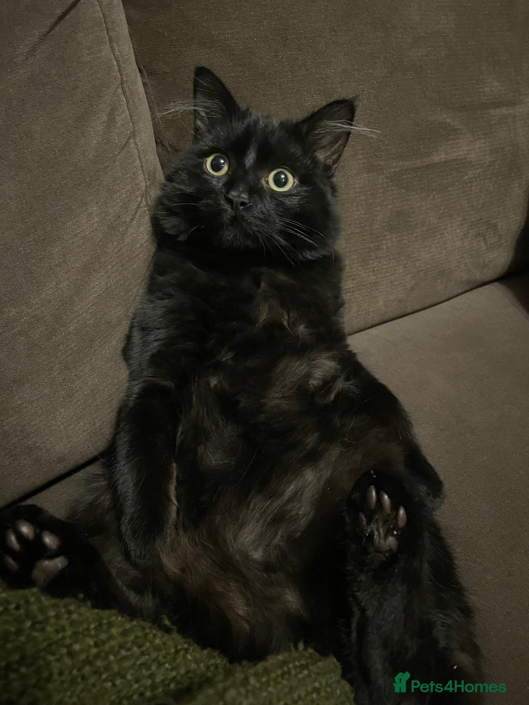 Mixed Breed cats for sale: Mixed long hair female and two males  - Image 6