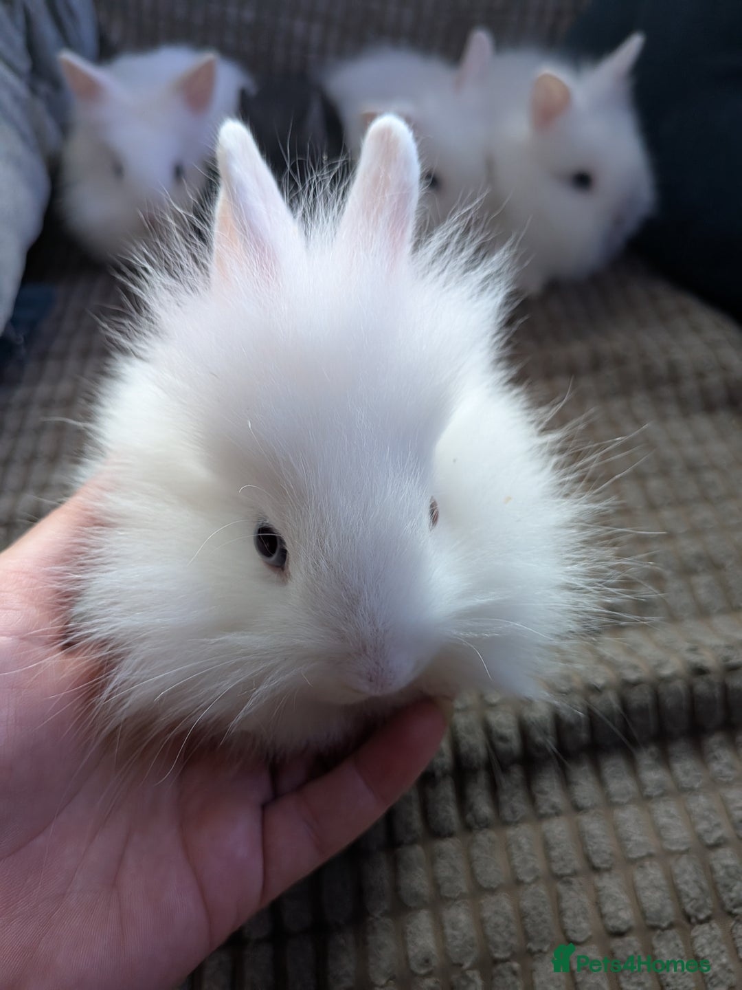 Lionhead rabbits for sale: Lionhead x Netherland dwarf - Image 3
