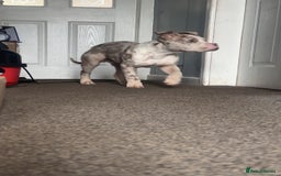 American Bully dogs for sale: REDUCED Stunning pocket bully pups for sale  - Advert 21