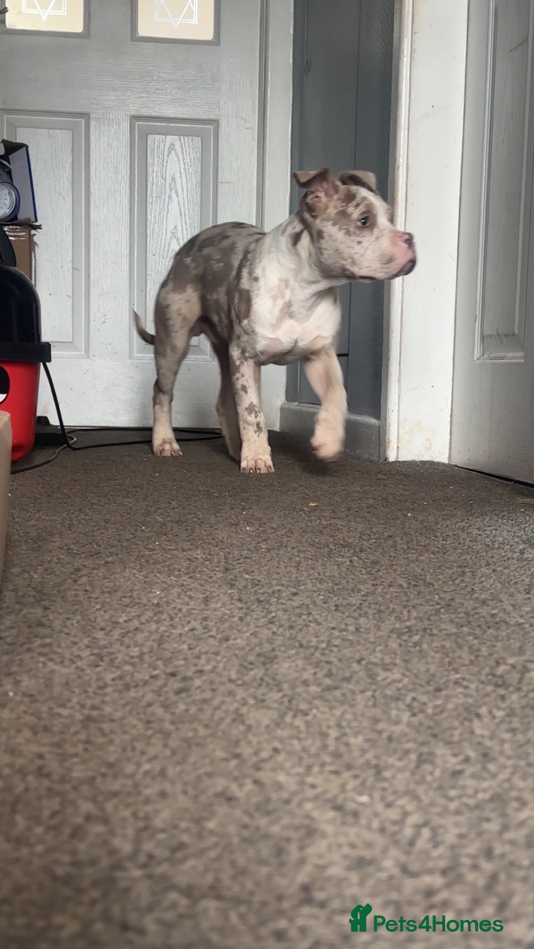 American Bully dogs for sale: REDUCED Stunning pocket bully pups for sale  - Advert 21