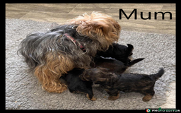 Yorkiepoo dogs for sale:  Adorable YorkiePoo Pups Looking for Loving Homes  - Image 25