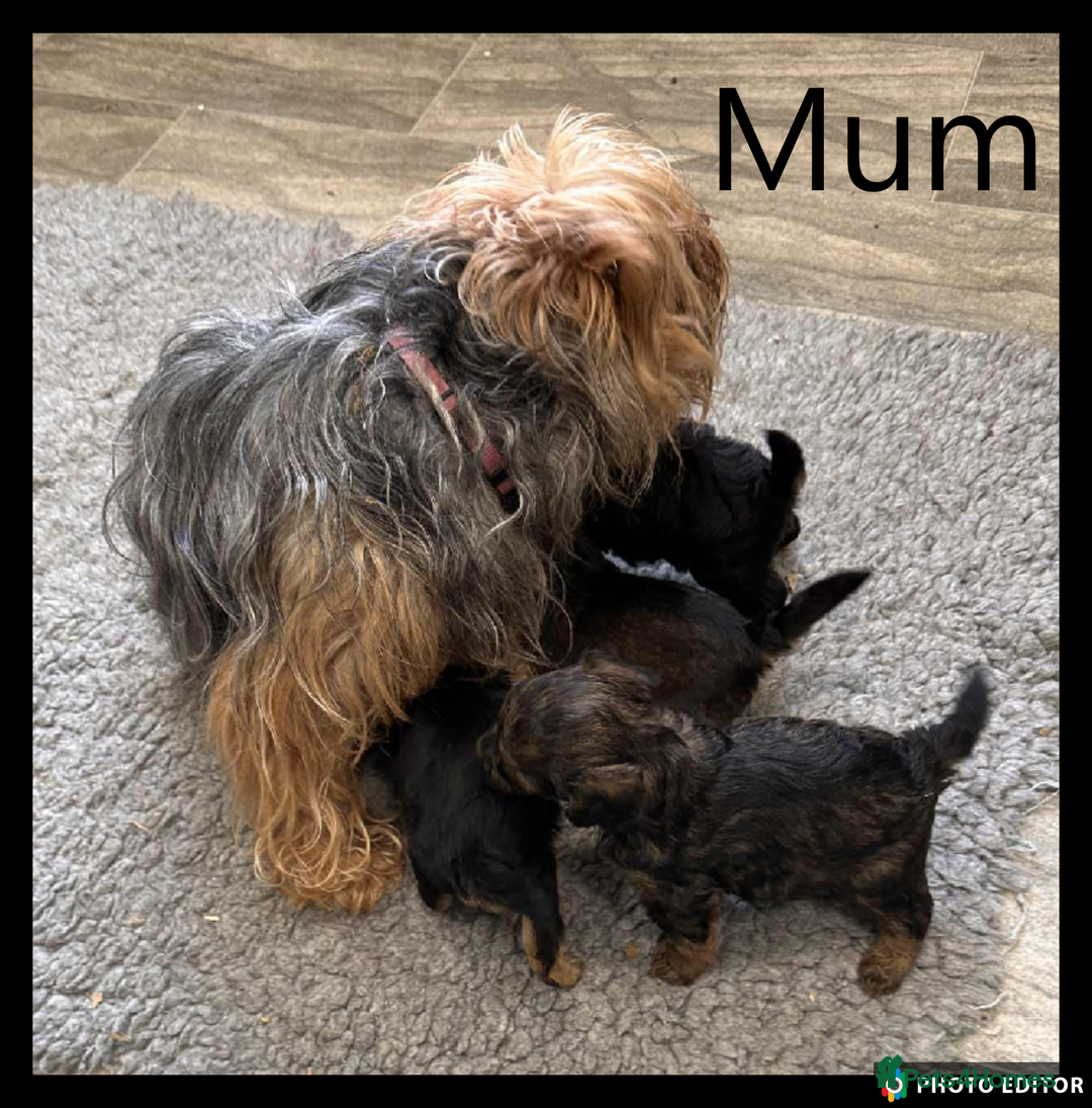 Yorkiepoo dogs for sale:  Adorable YorkiePoo Pups Looking for Loving Homes  - Image 25