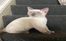 Ragdoll cats for sale: Adorable kitten for sale  - Image 4