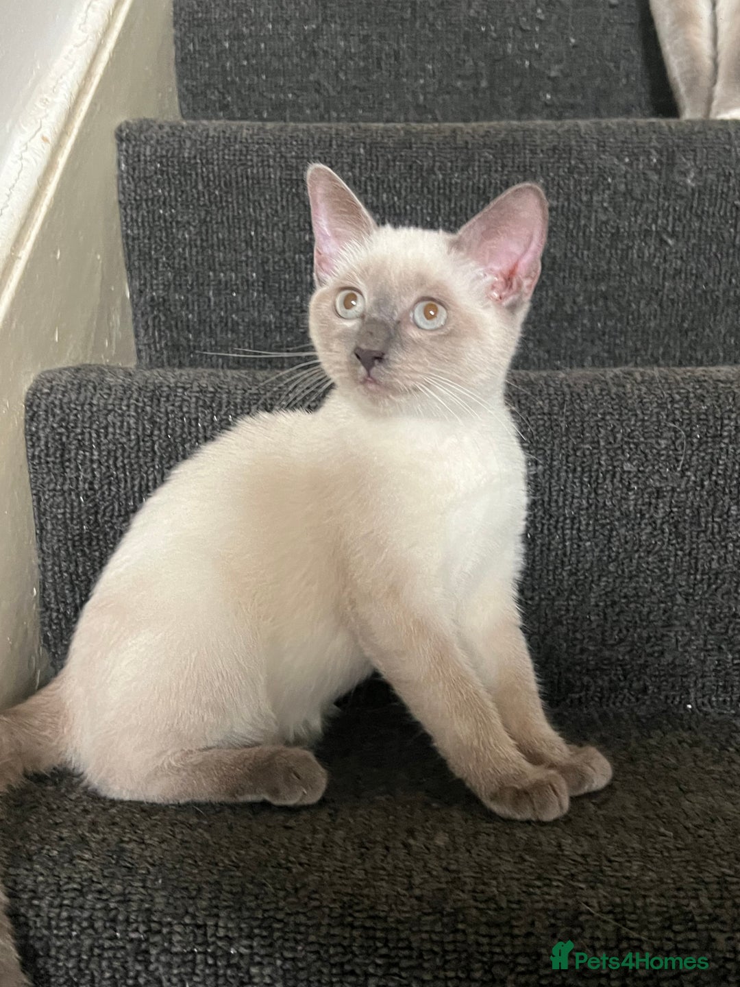Ragdoll cats for sale: Adorable kitten for sale  - Image 4
