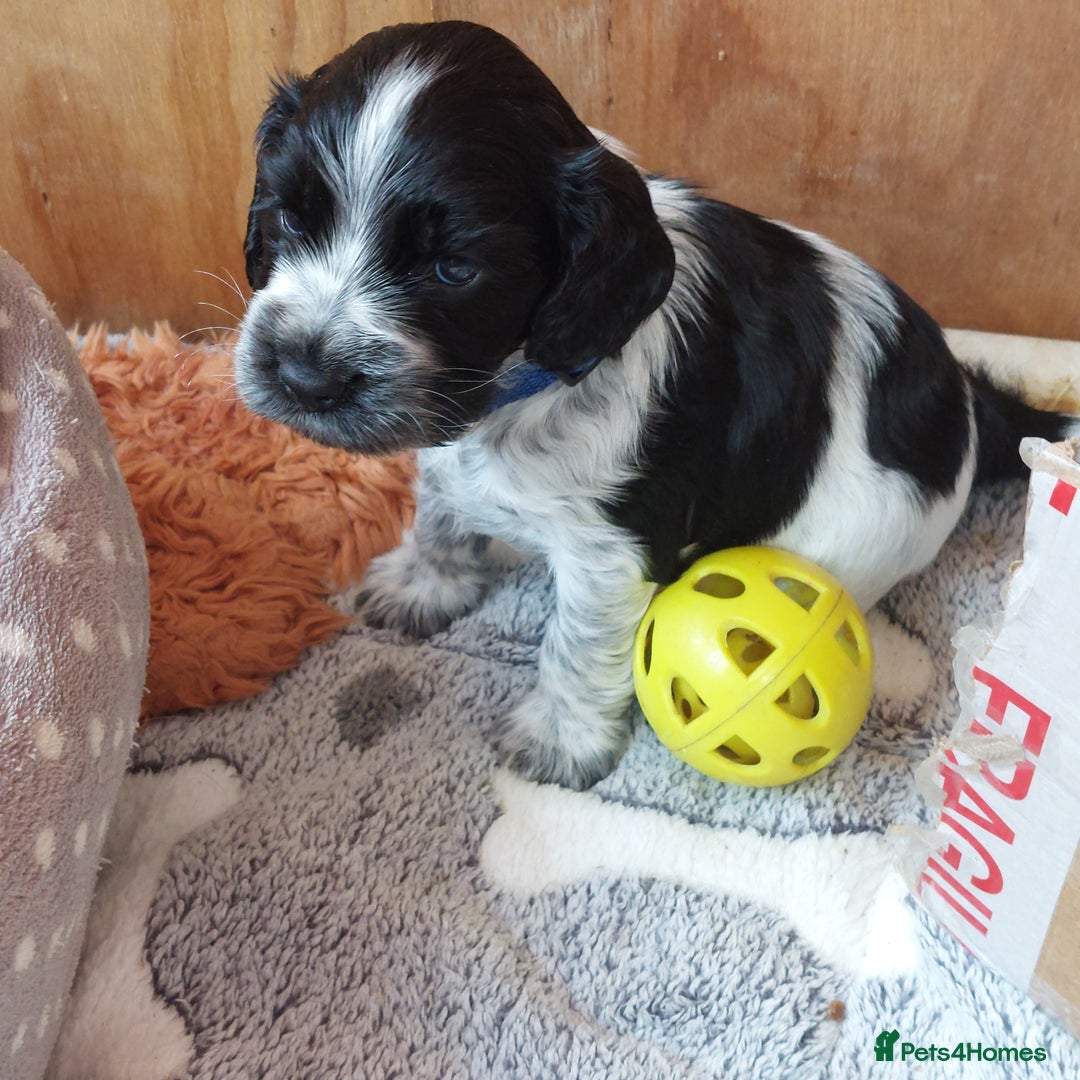 Cocker Spaniel dogs for sale: Kc Reg show type cocker spaniel puppies  - Image 12