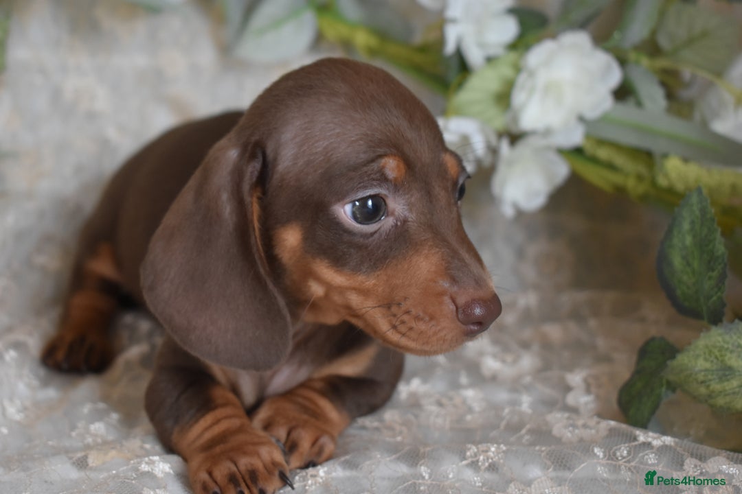 Miniature Dachshund dogs for sale: KC Smooth Coat Miniature Dachshund Puppies - Image 4