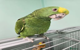 Parrots birds for sale: Stunning Handreared Amazon's ready now!!! - Image 2