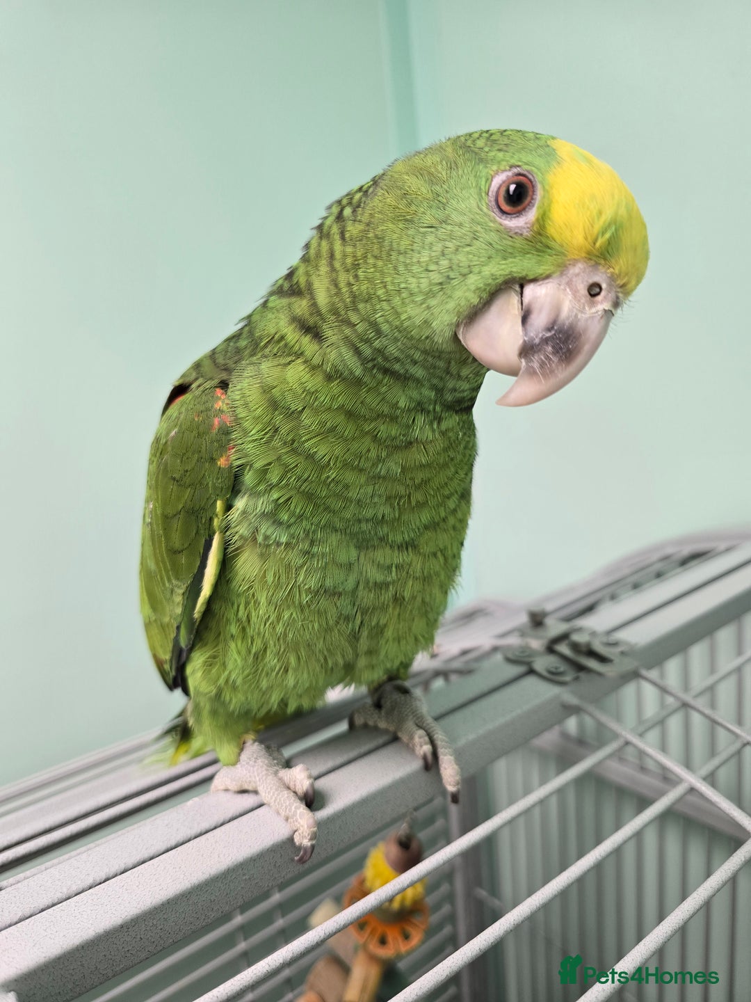 Parrots birds for sale: Stunning Handreared Amazon's ready now!!! - Image 2