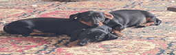 Miniature Dachshund dogs for sale: Silver Dapple Male  - Advert 13