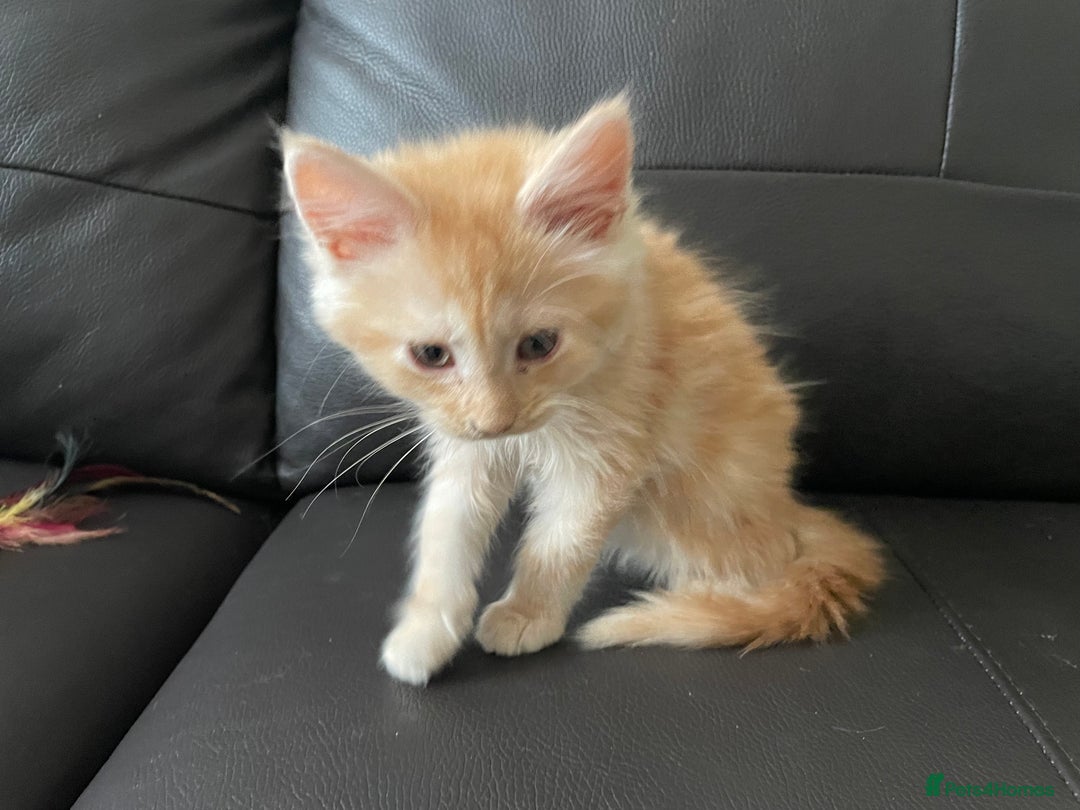 Maine Coon cats for sale: Maine Coon Cross Kittens  - Image 21