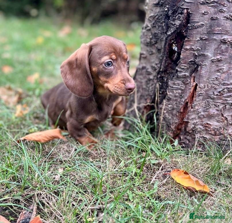Miniature Dachshund dogs for sale: Lovely Mini dachshund puppies  - Advert 1