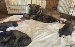 Belgian Shepherd Dog dogs for sale: KC registered Belgian Malinois – Stable,Balanced🐾 - Image 34