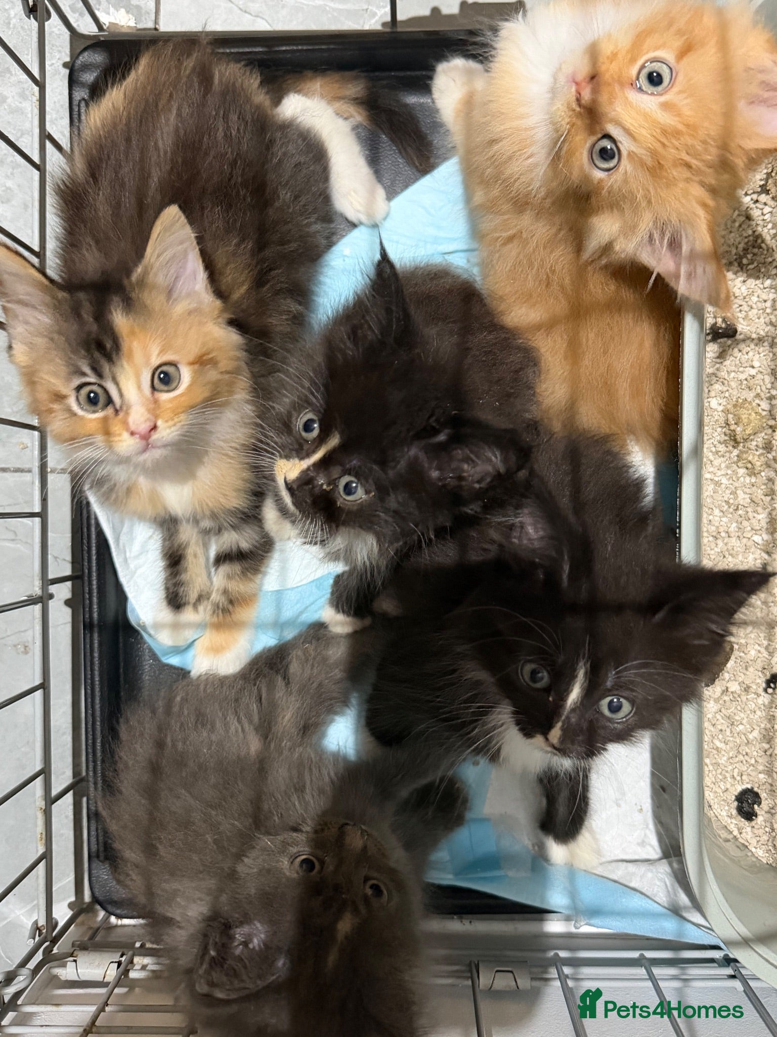 Maine Coon cats Maincoon kittens  - Advert 2