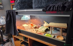 Bearded Dragon reptiles for sale: Red Bearded Dragon needs a new home - Image 9