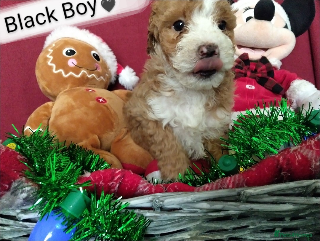 Cockapoo dogs for sale: * 1 Left* Beautiful Unique Cockapoo Puppies - Advert 7