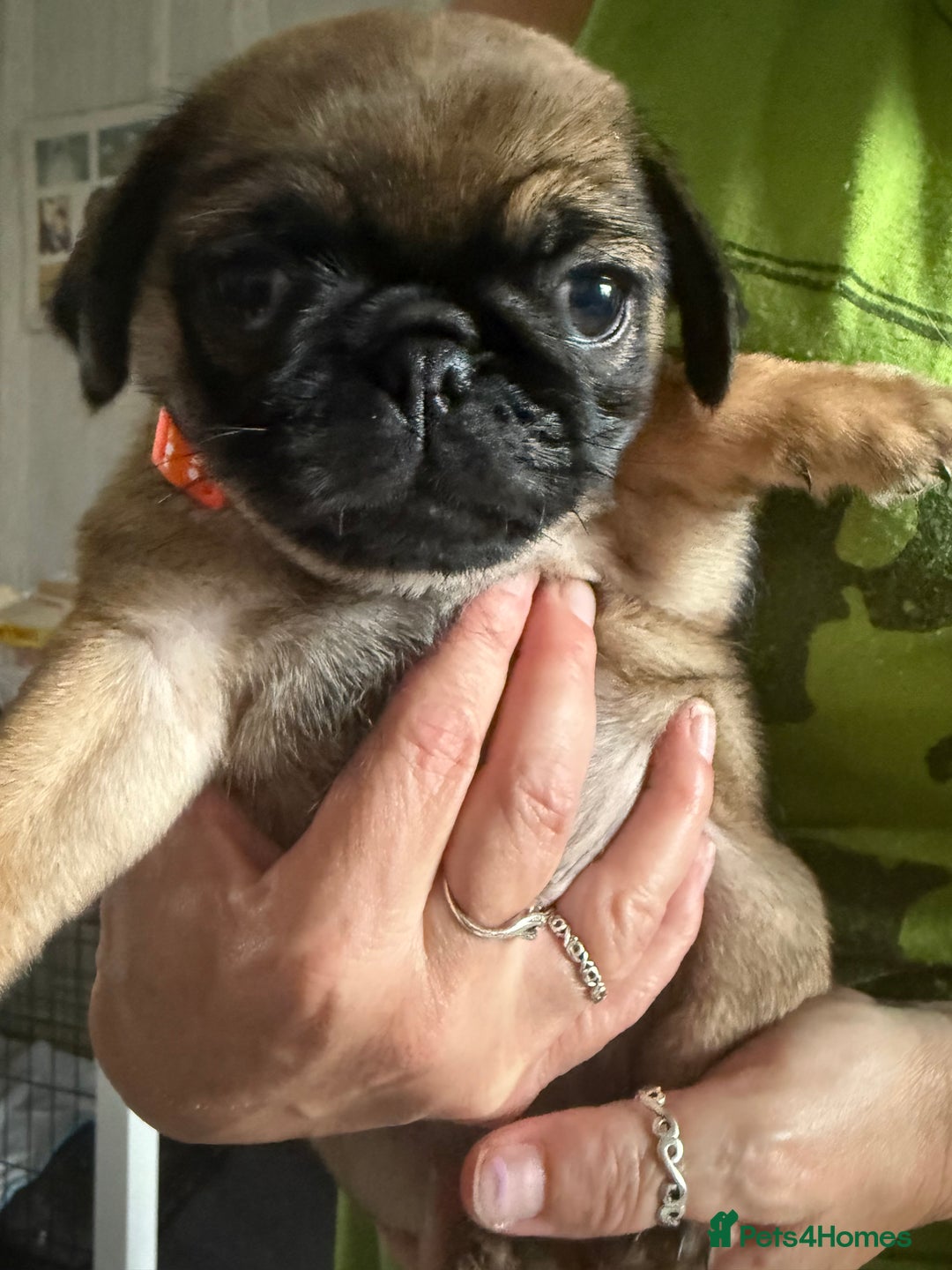 Pug dogs for sale: Pug puppies *READY NOW!!* - Image 25
