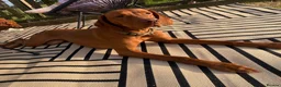 Hungarian Vizsla dogs for sale: Beautiful KC Registered Hungarian Vizsla puppies  in Blackburn - Advert 27