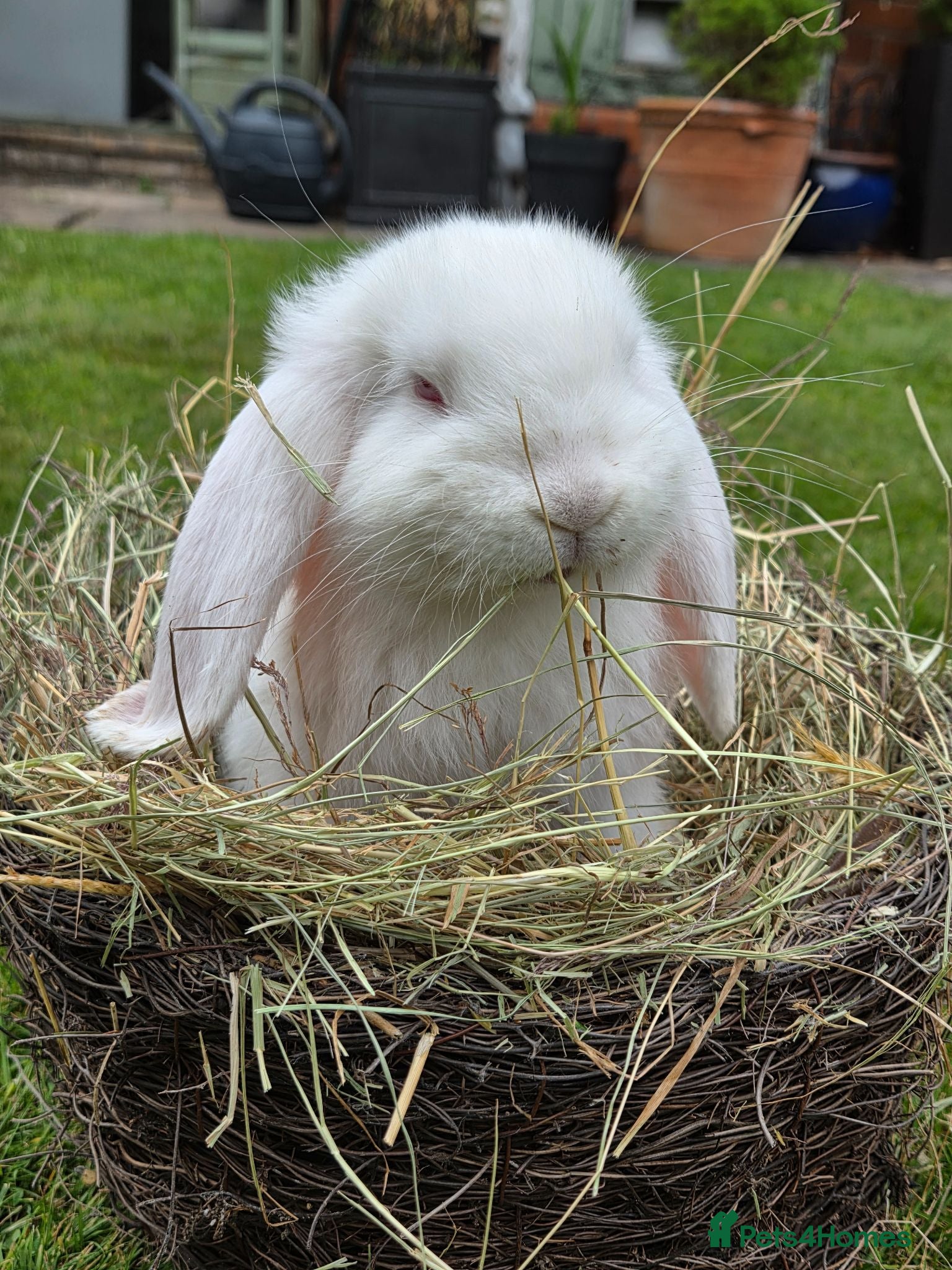 French Lop rabbits Beautiful baby French Lops. 1 doe & 2 bucks - Advert 13