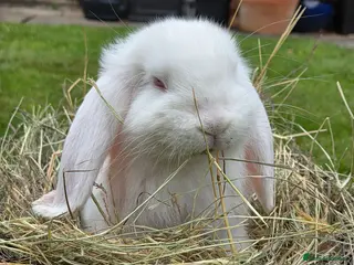 French Lop rabbits Beautiful baby French Lops. 1 doe & 2 bucks - Advert 7