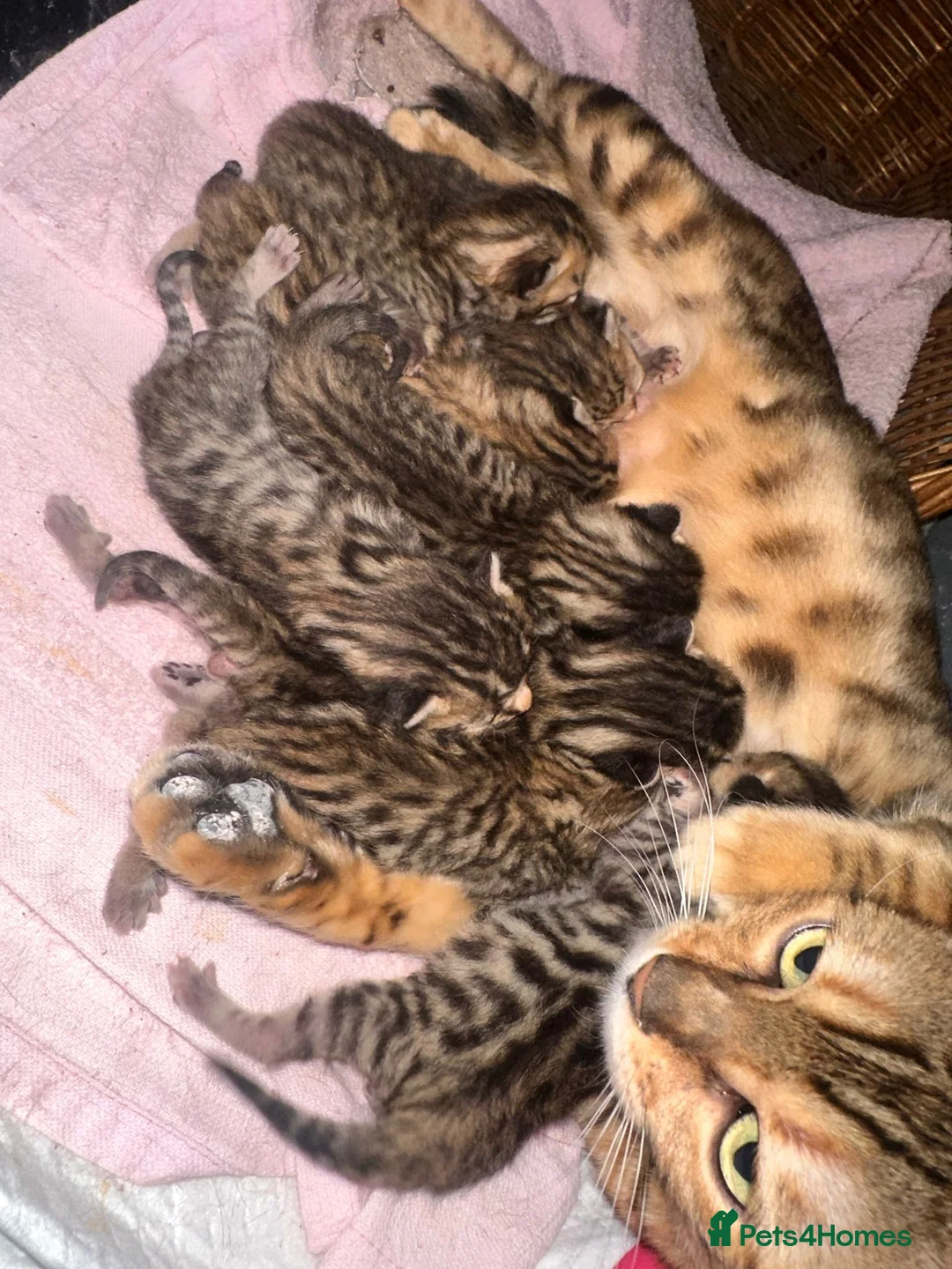Mixed Breed cats for sale: Bengal x kittens  - Advert 4