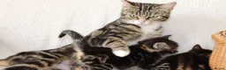 Mixed Breed cats for sale: Tabby Kittens Ready Soon - Advert 2