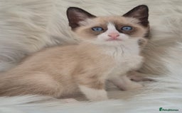 Snowshoe cats for sale: Stunning pedigree Snowshoe kittens  - Image 9