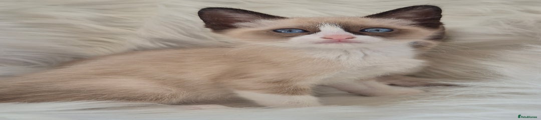 Snowshoe Kitten 5